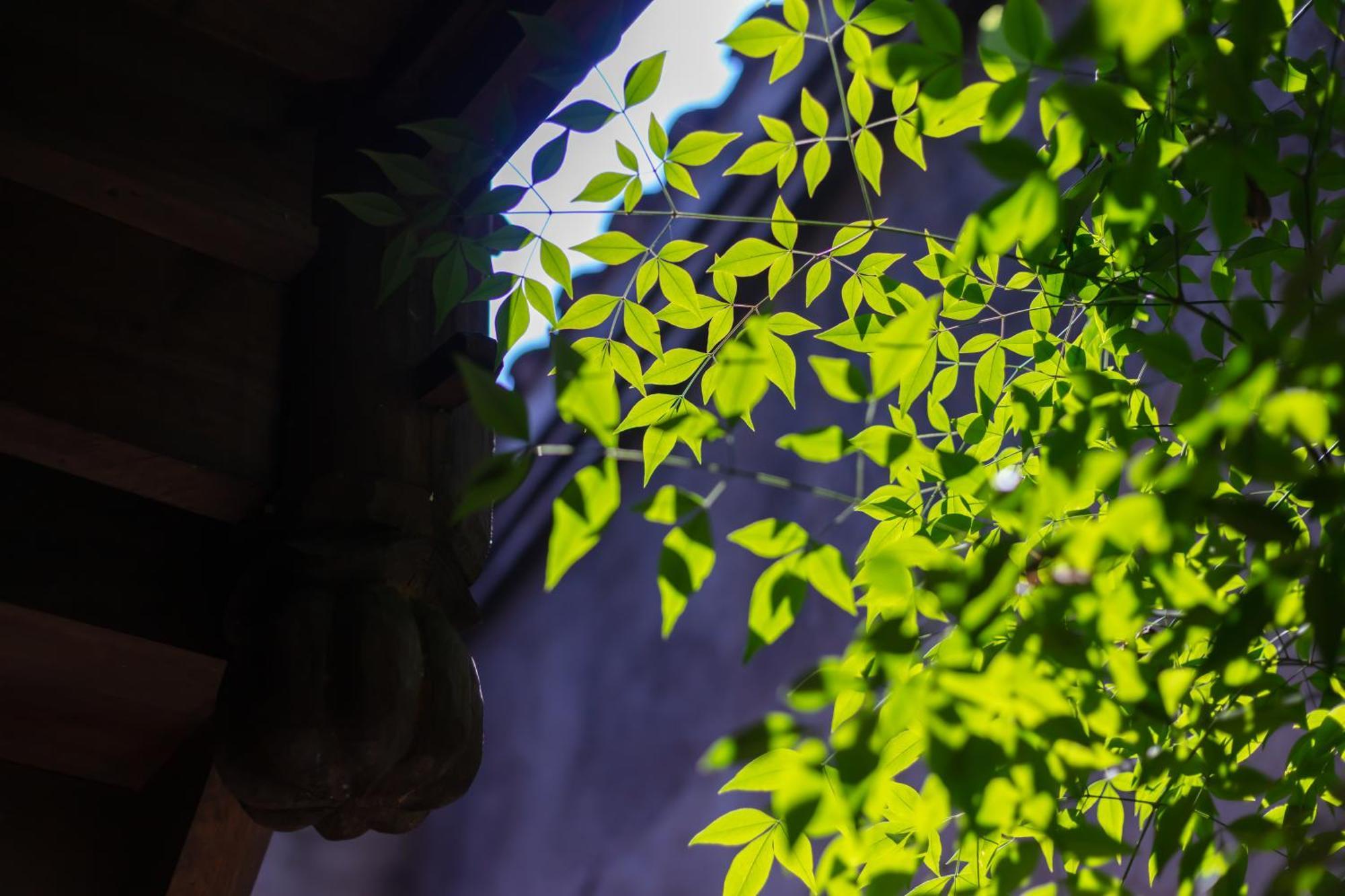 Butterfly Flowers Inn Zhangjiajie Εξωτερικό φωτογραφία